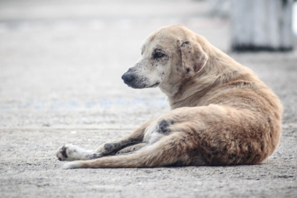 1461_2019-07-29-foto-monforte-recebe-apoio-para-centro-de-recolha-de-animais