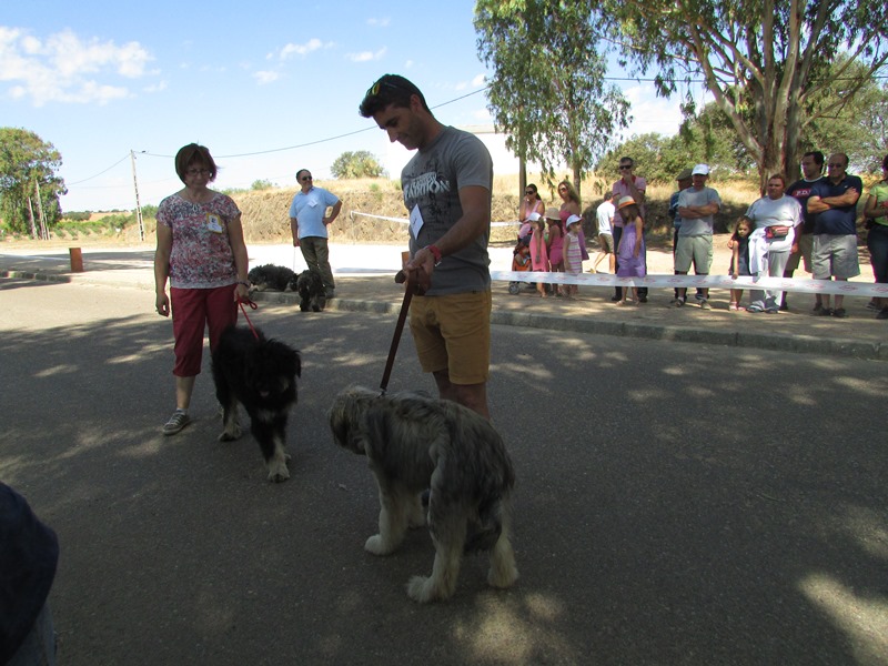 538_26162-2015-08-26-fotografia-cao-da-serra-d-aires-regressa-a-casa-santo-aleixo-105