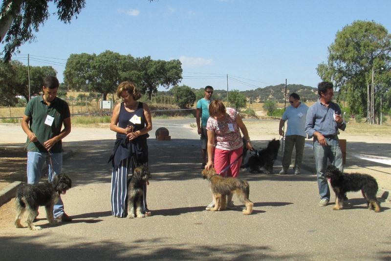 538_26170-2015-08-26-fotografia-cao-da-serra-d-aires-regressa-a-casa-santo-aleixo-113