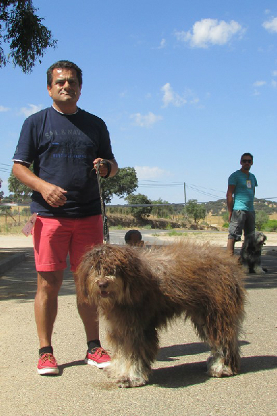 538_26174-2015-08-26-fotografia-cao-da-serra-d-aires-regressa-a-casa-santo-aleixo-117