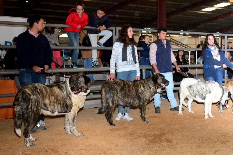 933_44088-2017-05-08-foto-monforte-na-fiape-2017-117