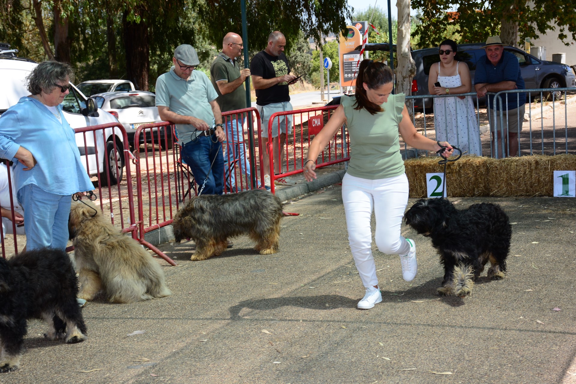 2024-08-26-foto-concurso-regional-do-cao-da-serra-de-aires-(171)