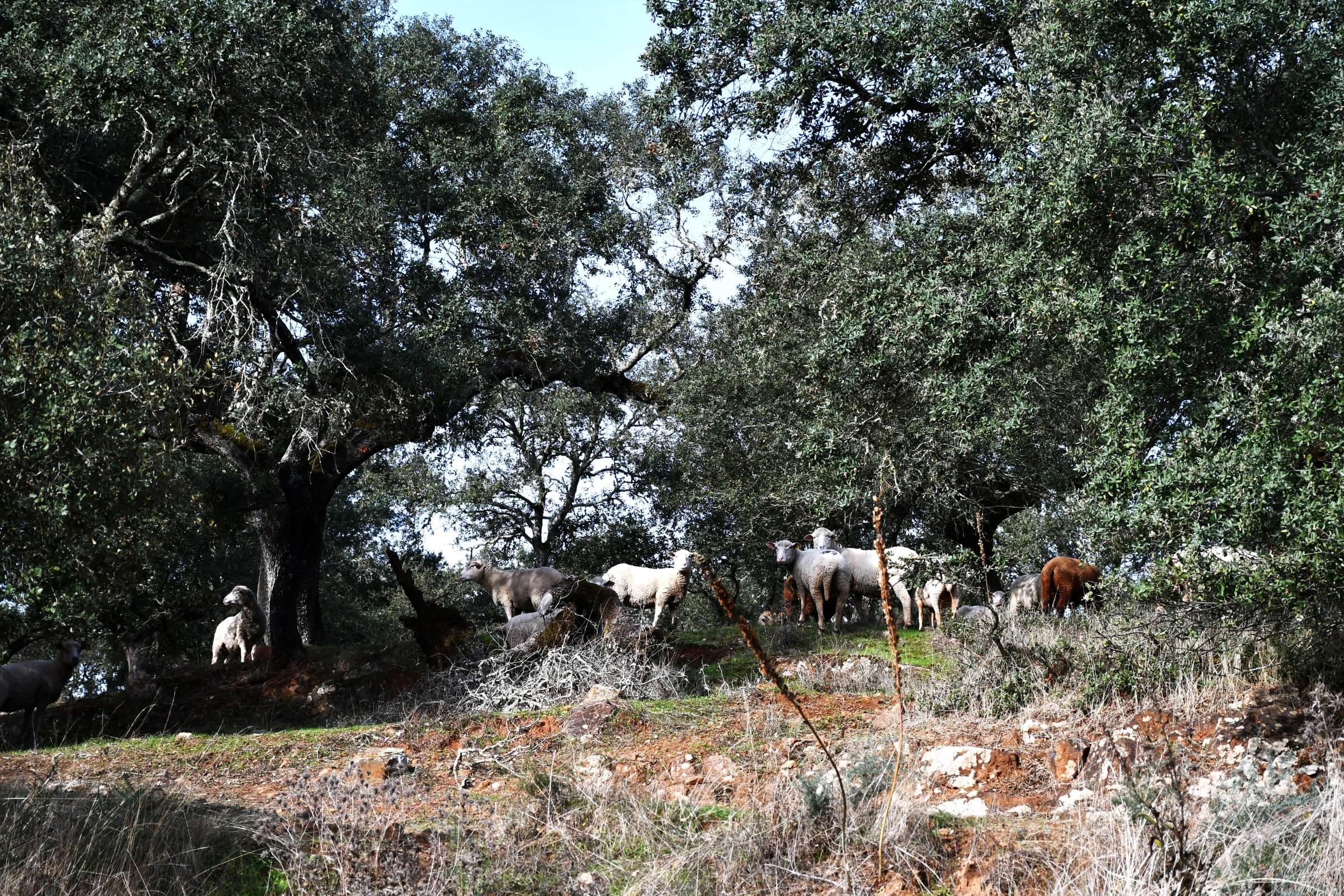 2025-11-09-foto-alentejo-walking-festival-(104)